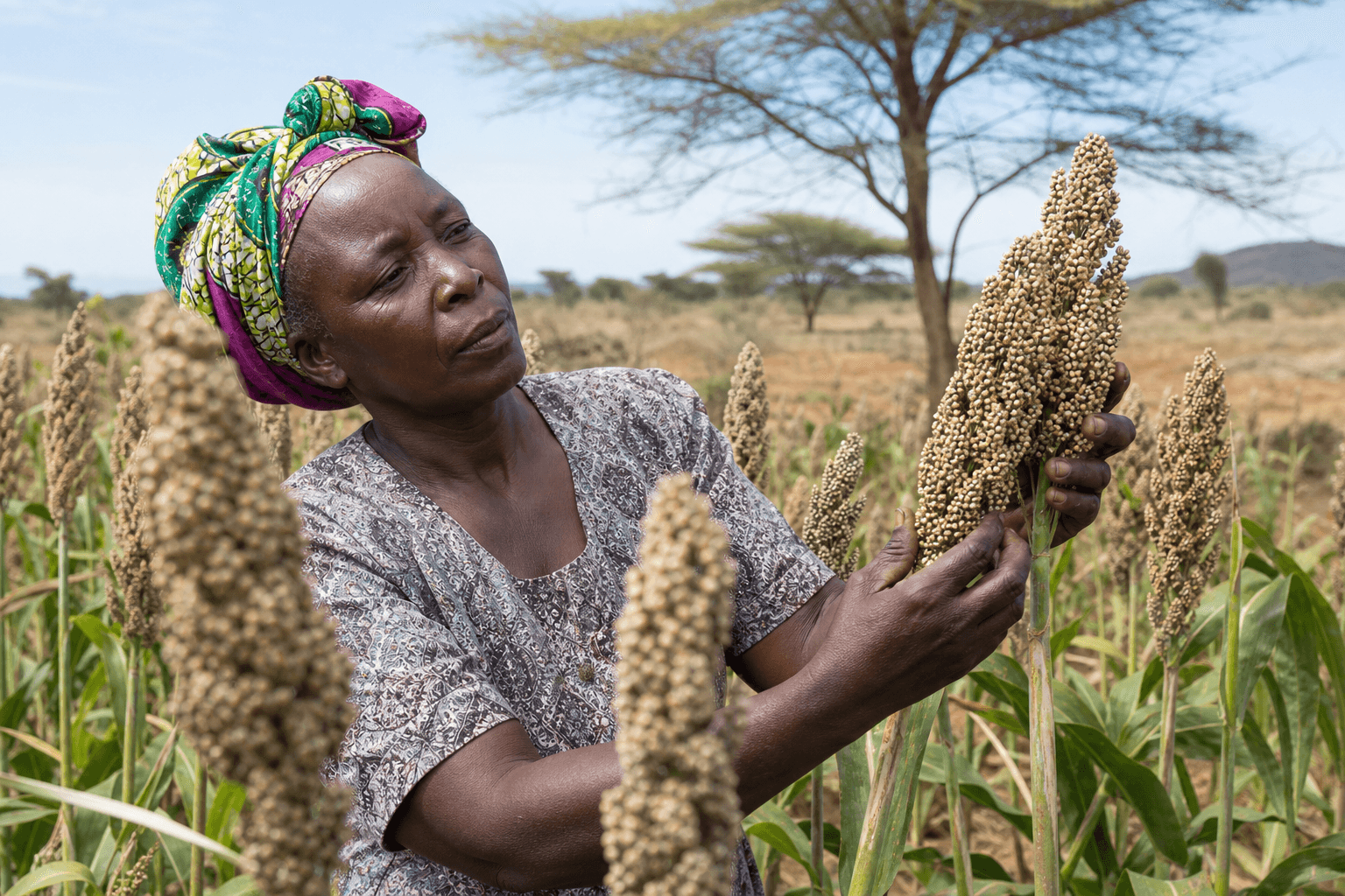 A smallholder farmer inspecting drought-resilient sorghum in her own field, Makueni County